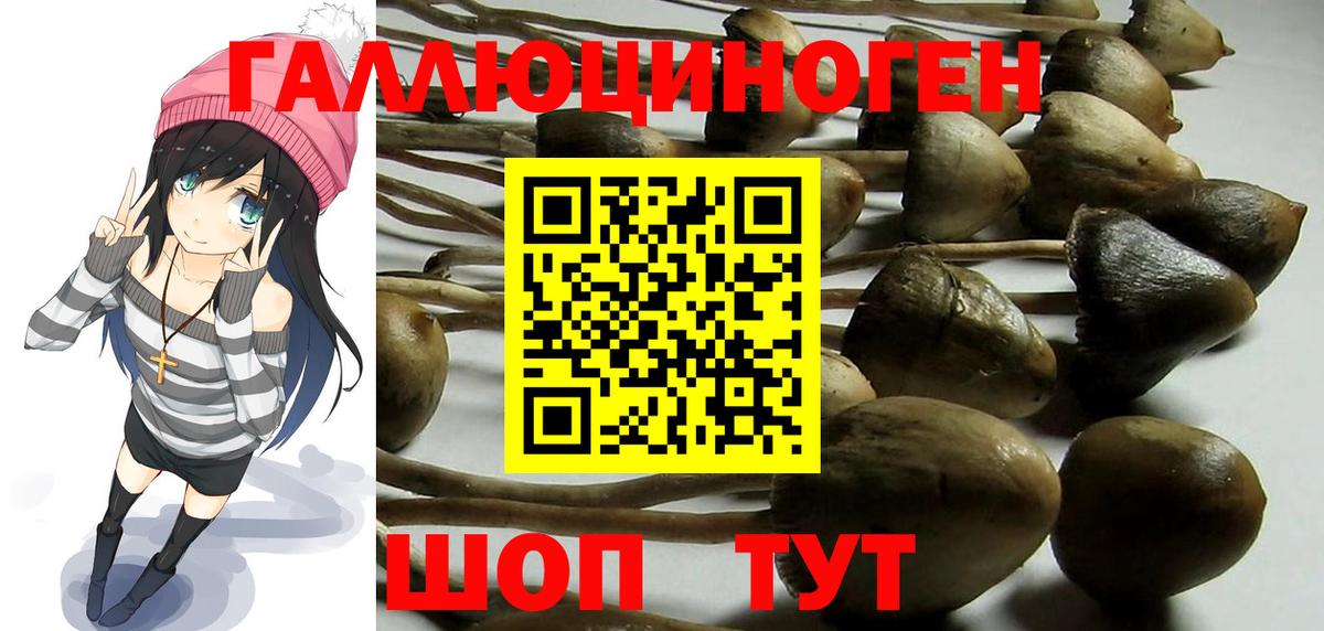 Псилоцибиновые грибы Psilocybine cubensis Сунжа